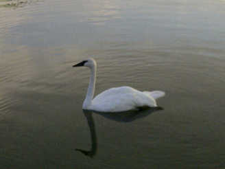 A swan who likes to visit the dock in the early mornings at the cottage for rent.